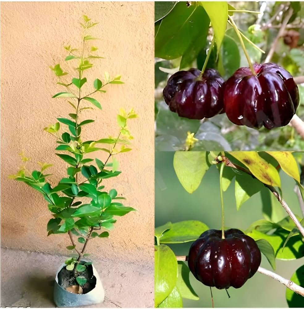 Surinam Cherry Zill Dark (ઝિલ ડાર્ક સુરિનામ ચેરી)